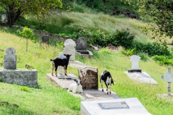 Alter Friedhof auf Mayreau Alter Friedhof auf Mayreau